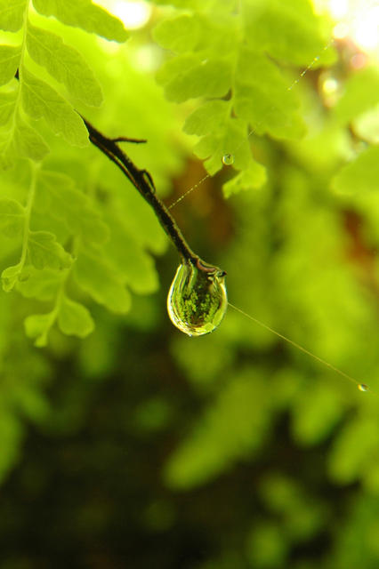 Gota_dagua_ Parque Estadual da Serra do Mar SP.jpg