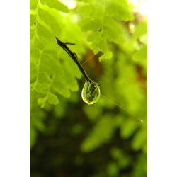 Gota_dagua_ Parque Estadual da Serra do Mar SP.jpg