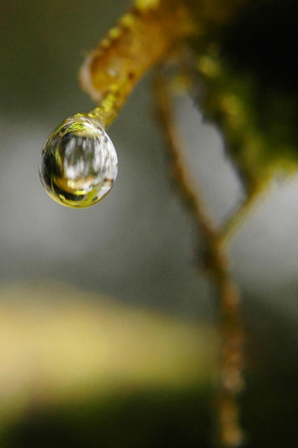 gota_dagua_Parque Estadual da Serra do Mar SP.jpg