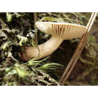 21 - Paisagens naturais: Núcleo Curucutu
