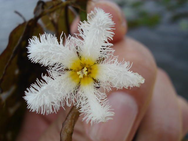 Nymphoides indica