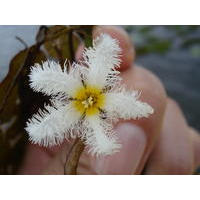 Nymphoides indica