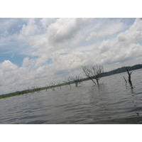 Árvores - Guarapiranga