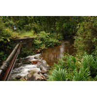 Parque Natural Municipal Nascentes de Paranapiacaba