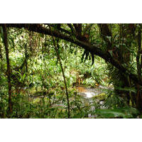 Parque Natural Municipal Nascentes de Paranapiacaba