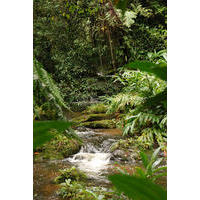Parque Natural Municipal Nascentes de Paranapiacaba