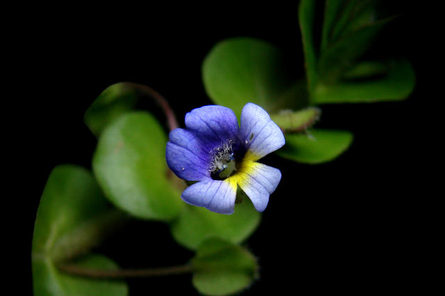 Bacopa lanigera