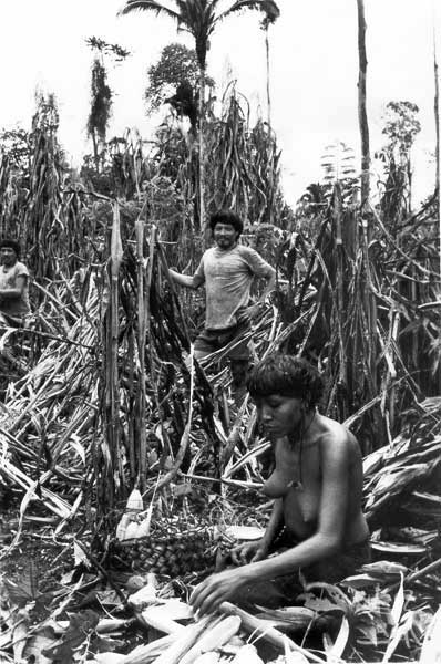 Heweyehie e Heweyerä colhendo milho da roça de IwãMayä para um cauim doce coletivo. Foto: Eduardo Viveiros de Castro, 1982.