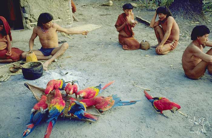 Araras domesticadas são presença constante na aldeia. Foto: Eduardo Viveiros de Castro, 1982.
