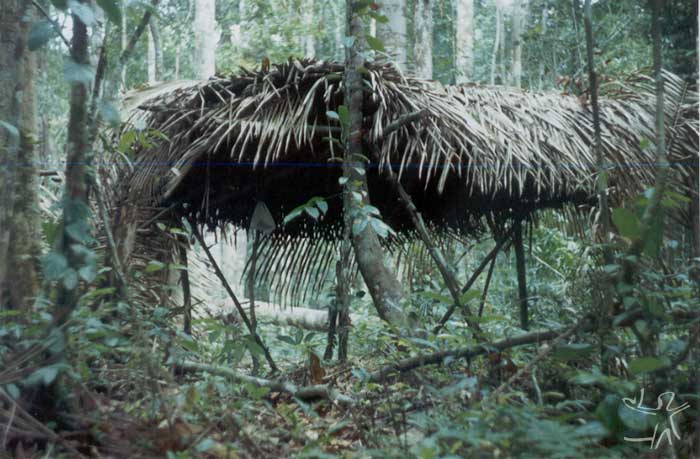 Tapiri no castanhal Tañoapina. Foto: Edmundo Peggion, 1999
