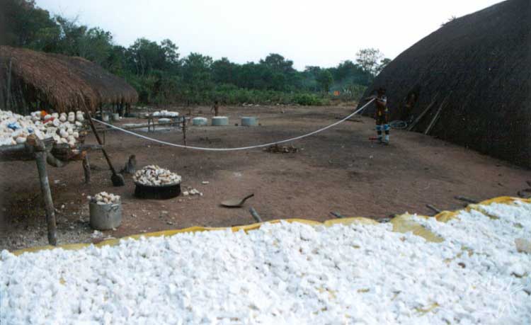 Mandioca a ser processada para a alimentação dos participantes do Egitsu (Kwarup). Foto: Beto Ricardo, 2002.