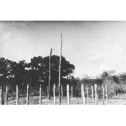 kamaiura_5