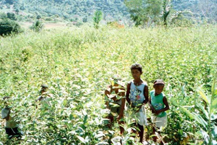 Crianças Pankará na plantação de andu, aldeia Enjeitado. Foto: Caroline Mendonça, 2003.