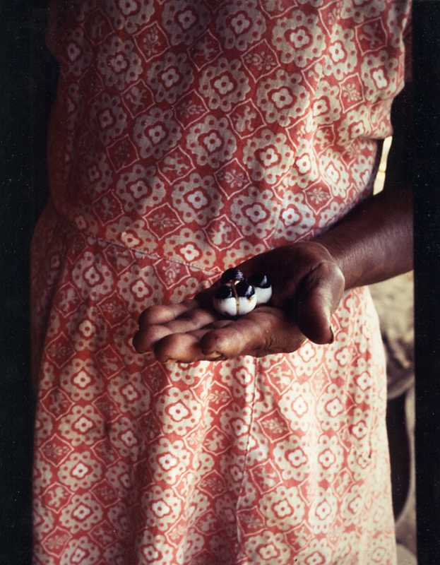 The children of guaraná > Sateré Mawé