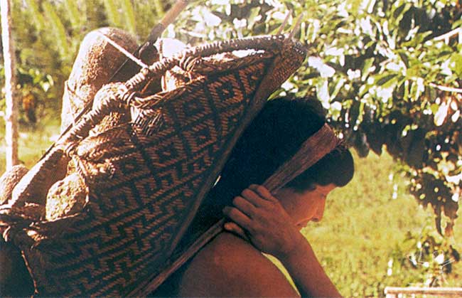 O weiepe, conhecido também por jamaxi, é um dos artefatos tradicionais dos Waimiri Atroari, confeccionado pelos homens e usado pelas mulheres para transportar produtos da roça. Fotos: Sérgio Cleto, 1999.