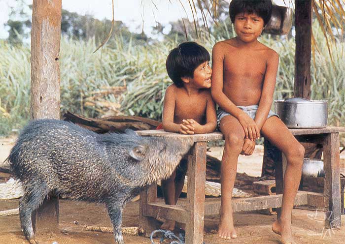 Meninos com queixada. Aldeia Rio Negro Ocaia, Rondônia. Foto: Beto Barcelos, 1987