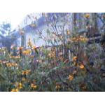 flores expedicao