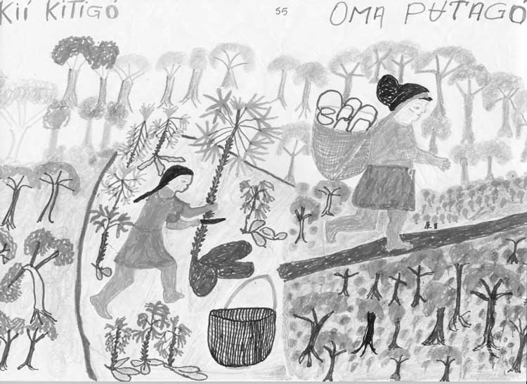 Manejo das roças. Produção da Escola Tuyuka. Desenho: Higino Meira, 2000.