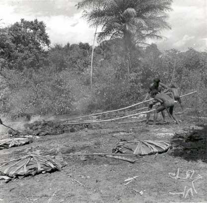 Canela Ramkokamekrá espalham pedras quentes com varas compridas antes de jogar berabas de mandioca sobre elas. Foto: William Crocker, 1960.