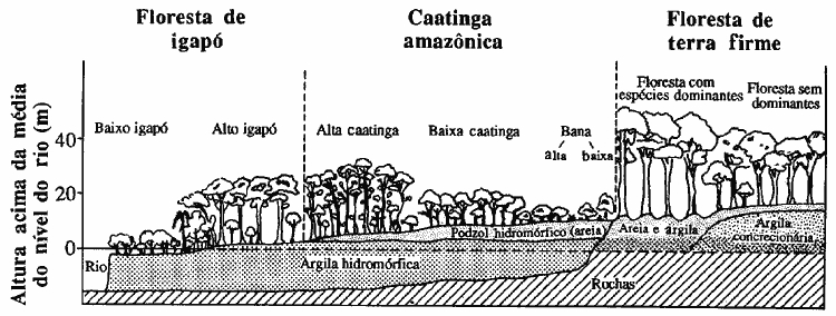Gradiente de vegetação no Rio Negro. Ilustração: Clark and Uhl, 1987.