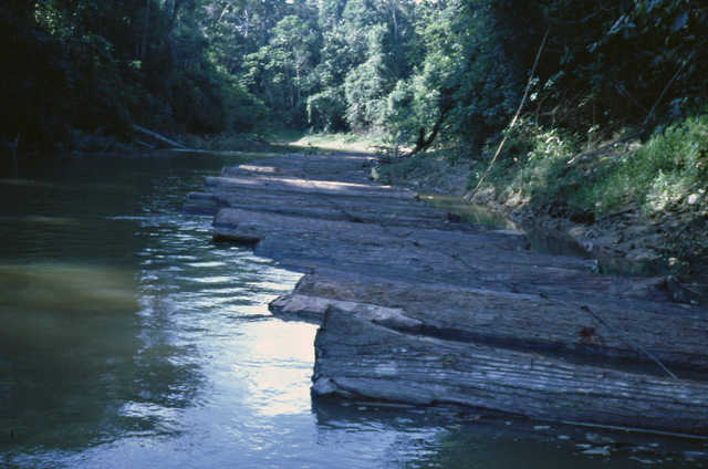 Escoamento de toras de madeira dos altos rios, rio Javari, Terra Indígena Vale do Javari, Amazonas.