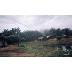 amondawa_5