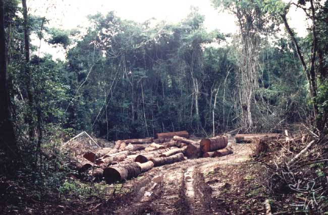 Grande esplanada aberta para depositar madeira furtada ao sul da TI Urueu, sendo 90% mogno, em local próximo a margem do rio Jurupari.Foto: Rogerio Motta, 2002