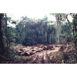 Grande esplanada aberta para depositar madeira furtada ao sul da TI Urueu, sendo 90% mogno, em local próximo a margem do rio Jurupari.Foto: Rogerio Motta, 2002 amondawa_11