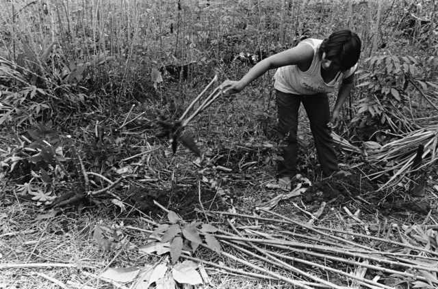 Índia Wapishana colhendo mandioca, Terra Indígena Malacacheta. Foto: Eliane Motta, 1984
