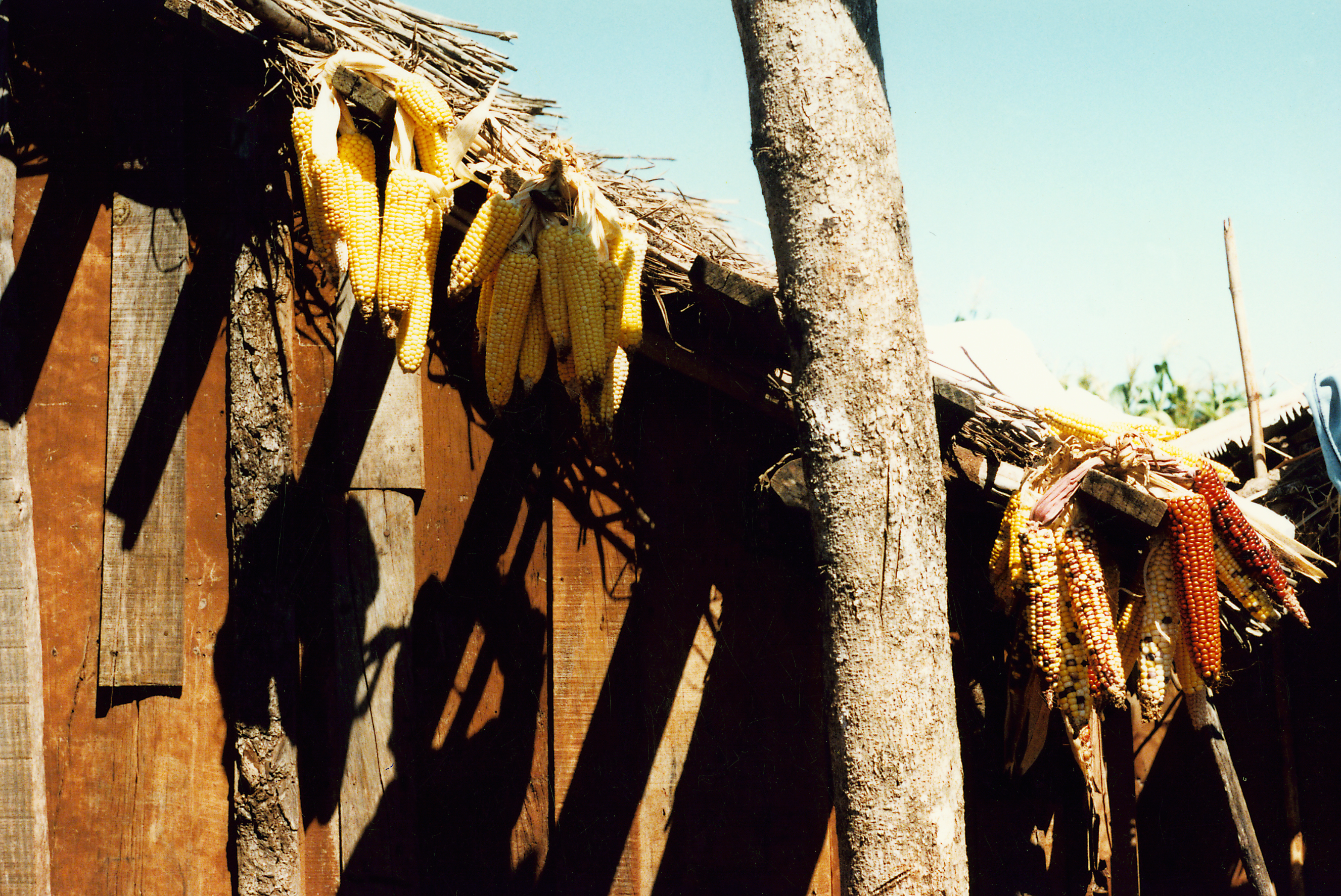 Variedades de milho cultivadas pelos Guarani. Fonte: Prêmio Culturas Indígenas.