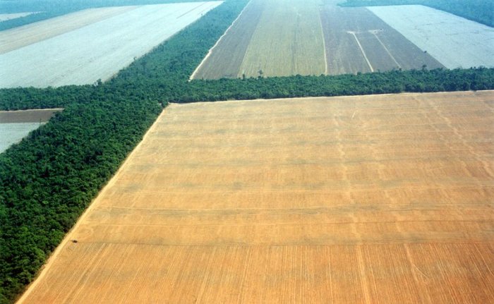Vista aérea da plantação. Terra do Meio, Pará. Foto: André Villas Bôas/ISA, 2002.