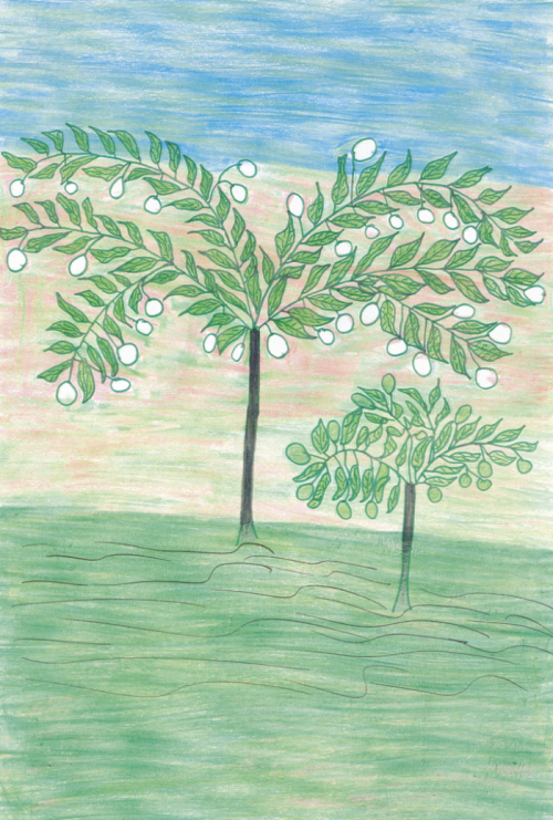 Pé de algodão. Desenho de Krekreasã Panará. Fonte: Ecologia, Economia e Cultura (1), 2005. Atix/ISA.