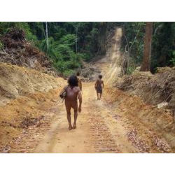 Estrada ilegal TI Guajá