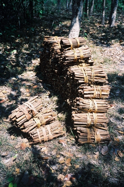 Timbó usado pelos Ikpeng em suas pescarias. Foto: Rosana Gasparini/ISA, 2006.