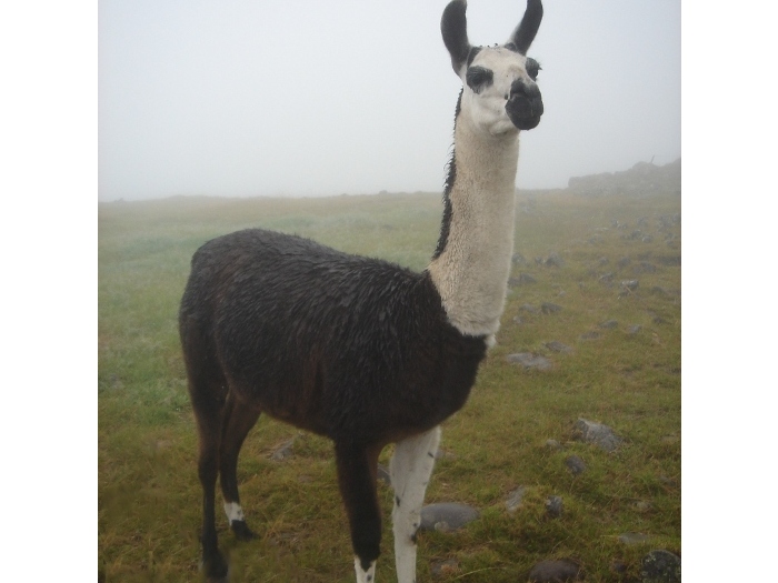 Lhama, animal domesticado pelos povos habitantes da Cordilheira dos Andes. Foto: Júlia Trujillo, 2006.