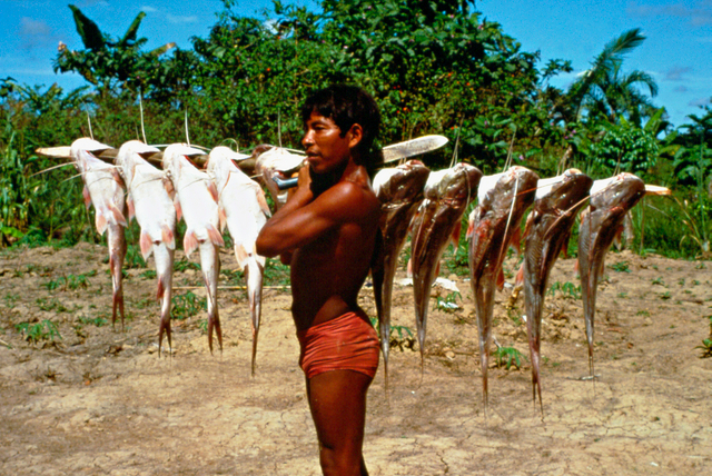 Homem ticuna voltando da pesca. Belém do Solimões, Terra Indígena Évare I, Amazonas. Foto: Jussara Gruber, 1979. 