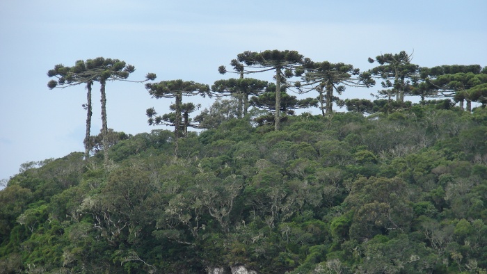 Paisagem da Mata Atlântica na região sul do Brasil, com destaque para o pinheiro-do-paraná. Foto: Silvia Futada, 2009.