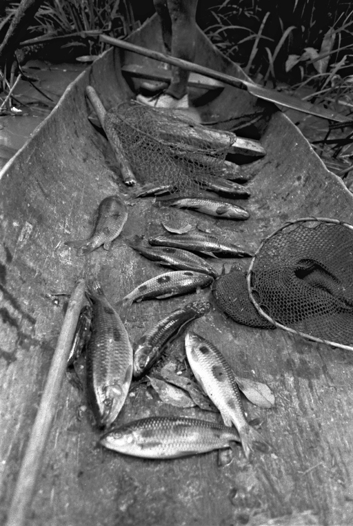Tinguijada tuyuka (peixes na canoa, depois de pescaria com timbó). Pupunha, alto rio Tiquié, Colômbia. Foto: Aloisio Cabalzar/ISA. 