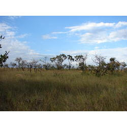 Cerrado (ralo).JPG