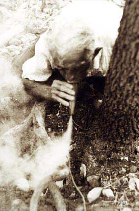 O pajé tumbalalá defuma raiz de jurema antes de extrai-la a fim de preparar guias e vinho. Foto: Ugo Maia, 2001.