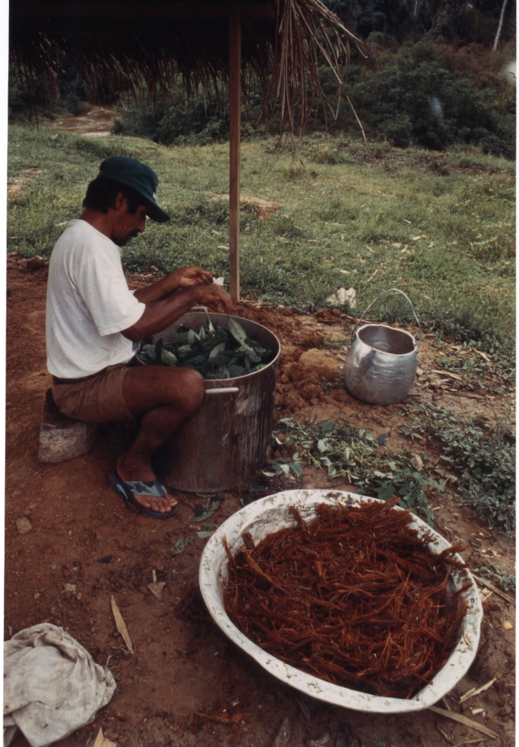 No preparo da ayahuasca, a seleção de folhas da chacrona (Psychotria viridis) é uma das etapas. Foto: Mariana Ciavatta Pantoja, foz do igarapé Machadinho, 1995