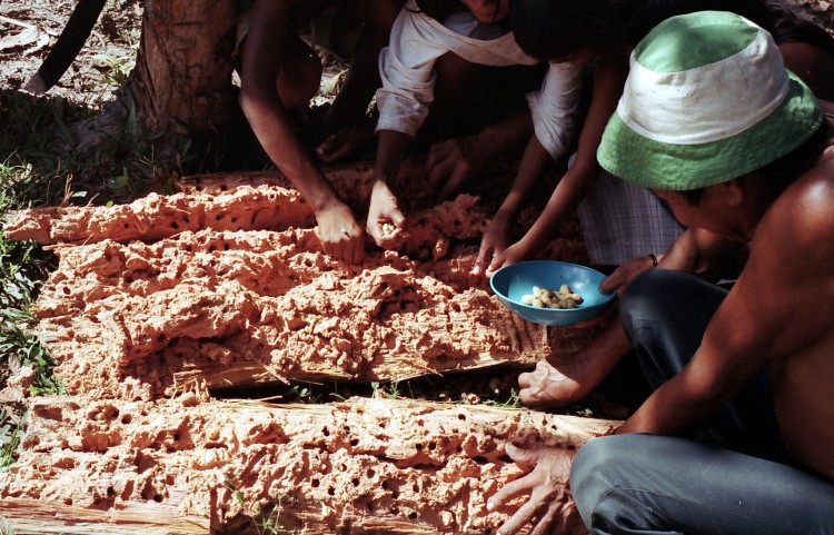 Harvesting grubs at Ricardo Franco. Photo: Hein van der Voort, 2002