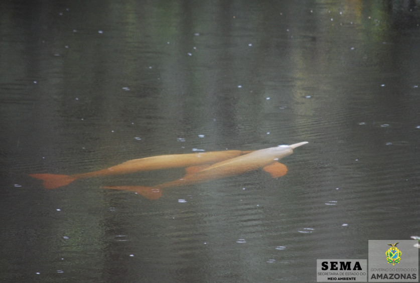 BOTOS MATING_ok