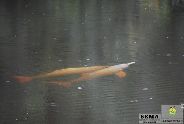 BOTOS MATING_ok