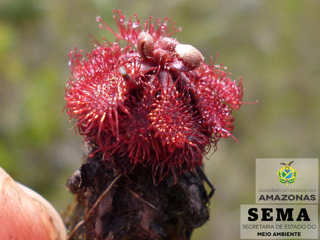 Drosera cayennensis Sagot ex Diels_ok