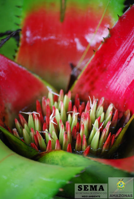 Neoregelia sp_ok