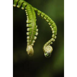 gota_agua2_ Parque Estadual da Serra do Mar SP.jpg