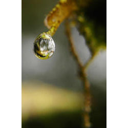 gota_dagua_Parque Estadual da Serra do Mar SP.jpg