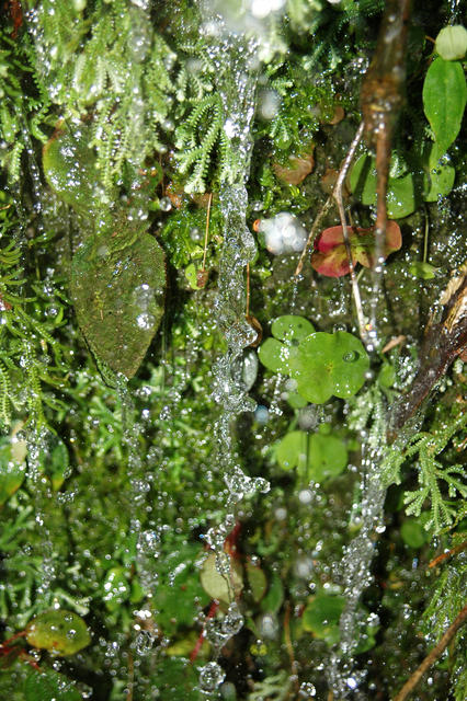 Nascente Parque Estadual da Serra do Mar SP pq.jpg