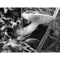 Grupos da  Expedição